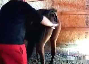 Pony in the hardcore animality XXX