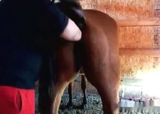 Pony in the hardcore animality XXX