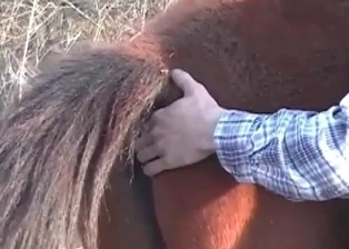 Sweet horse is getting fingered