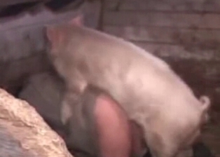Dirty zoophile drilled by pig