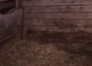 Dirty zoophile drilled by pig