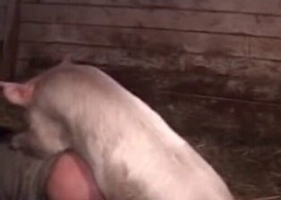 Dirty zoophile drilled by pig