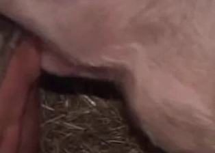 Dirty zoophile drilled by pig
