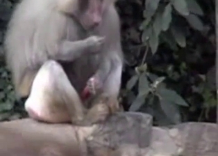 Small monkey jerks a dick under tree