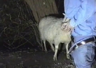 Trying to get sucked by cutest lamb