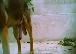Very fast dog sex action with my hound