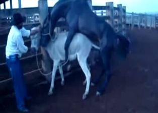 Mule got hardly fucked by huge stallion