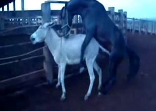 Mule got hardly fucked by huge stallion