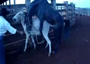 Mule got hardly fucked by huge stallion