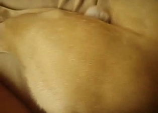 Hard male cock fills out tight ass of a dog