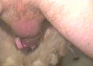 Sticking my pink dick in a tight dog anus