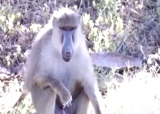 Spotted how monkeys jerks his small dick