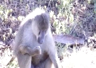Spotted how monkeys jerks his small dick
