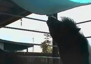 Sexy black mule is peeing in barn
