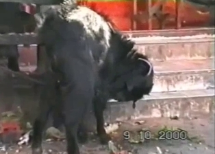 Black goat is drinking his own pee
