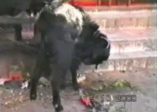Black goat is drinking his own pee