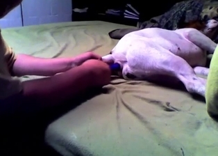 Fucking my own beagle with a big dildo