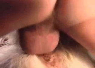 Huge male dick fills out anus of a doggy