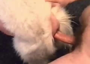 Huge male dick fills out anus of a doggy