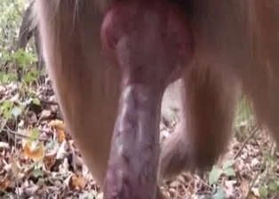 Fat zoofil and trained dog love outdoor sex