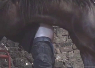 Stallion cums a huge load in zoophile ass