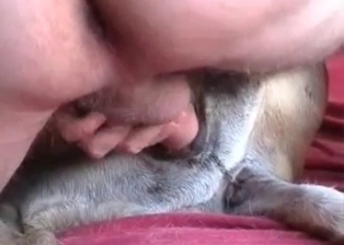 My dog really likes dirty anal sex