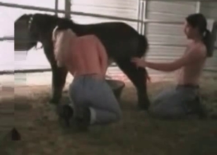 Farm animality XXX looks amazingly sweet