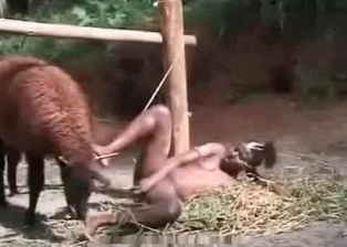 Ebony and farm animal in bestiality action