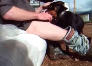 Black dog in outdoor bestiality