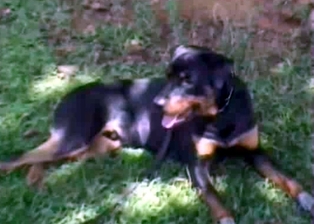 Sexy doggy and filthy bestiality slut