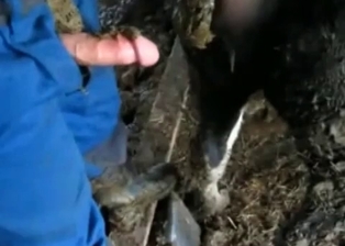 Farm animal shits in a hot way