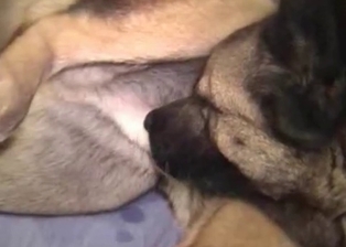 Dog banged by husband