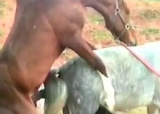 Threesome action with a stallion