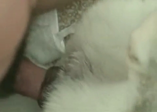 Anally fucking my own doggy