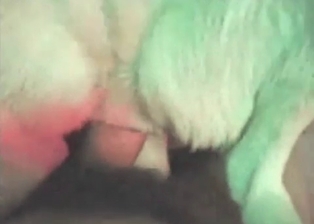 Perfect animal porn action