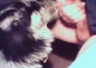 Awesome bestiality blowjob