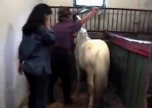 Horse and zoophile are enjoying each other