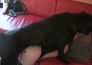 Dog love looks amazingly sweet