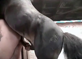 Hubby ass nicely fucked by dirty colt