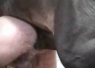 Hubby ass nicely fucked by dirty colt