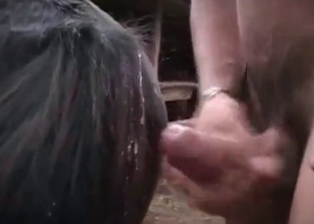 Awesome female in amazing bestiality porn