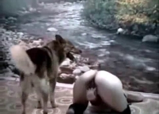 Dog slut pink pussy fucked by dog