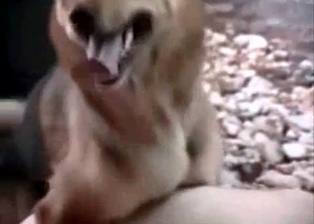 Dog slut pink pussy fucked by dog