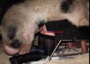 The sexiest animality sex scenes