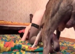 Dog drills her hole with love