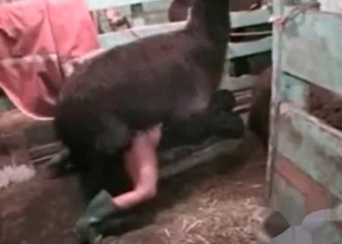 Farm bestiality porn with my animals
