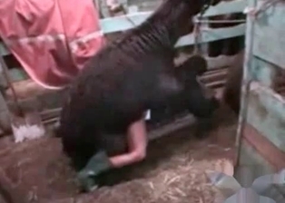 Farm bestiality porn with my animals