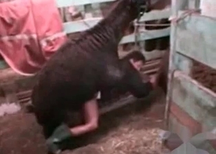 Farm bestiality porn with my animals