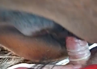 Anal sex with a stallion