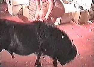Pony in the dirty as fuck bestiality porn